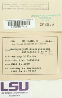 Eurhynchiastrum diversifolium image