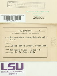 Oxyrrhynchium hians image
