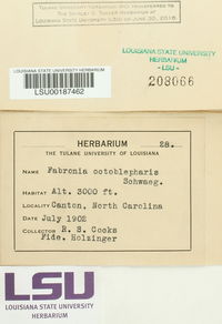 Fabronia australis image