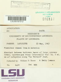 Fissidens leptophyllus image