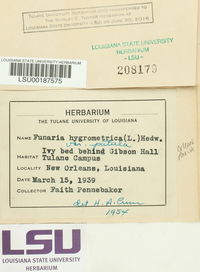 Funaria hygrometrica var. patula image