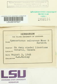 Gymnostomum calcareum image
