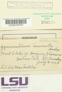 Hymenostylium recurvirostrum image