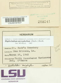 Haplocladium microphyllum image