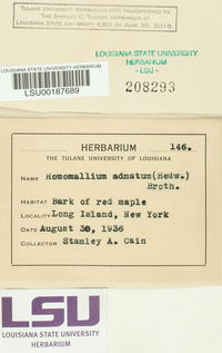 Homomallium adnatum image