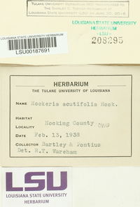Hookeria acutifolia image