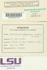 Hygrohypnum luridum image