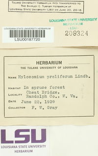 Hylocomium splendens image