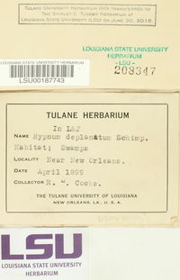Taxiphyllum deplanatum image