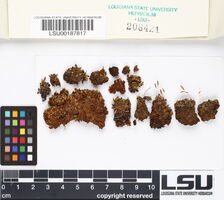 Leptostomum macrocarpum image