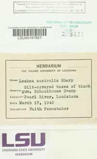 Leskea australis image