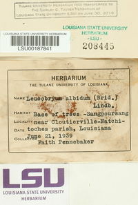 Leucobryum albidum image