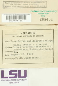 Leucobryum antillarum image