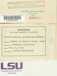 Leucobryum antillarum image
