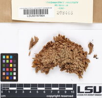 Leucobryum javense image