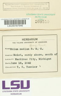 Plagiomnium medium image