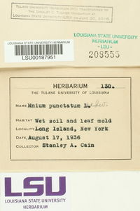 Rhizomnium punctatum image