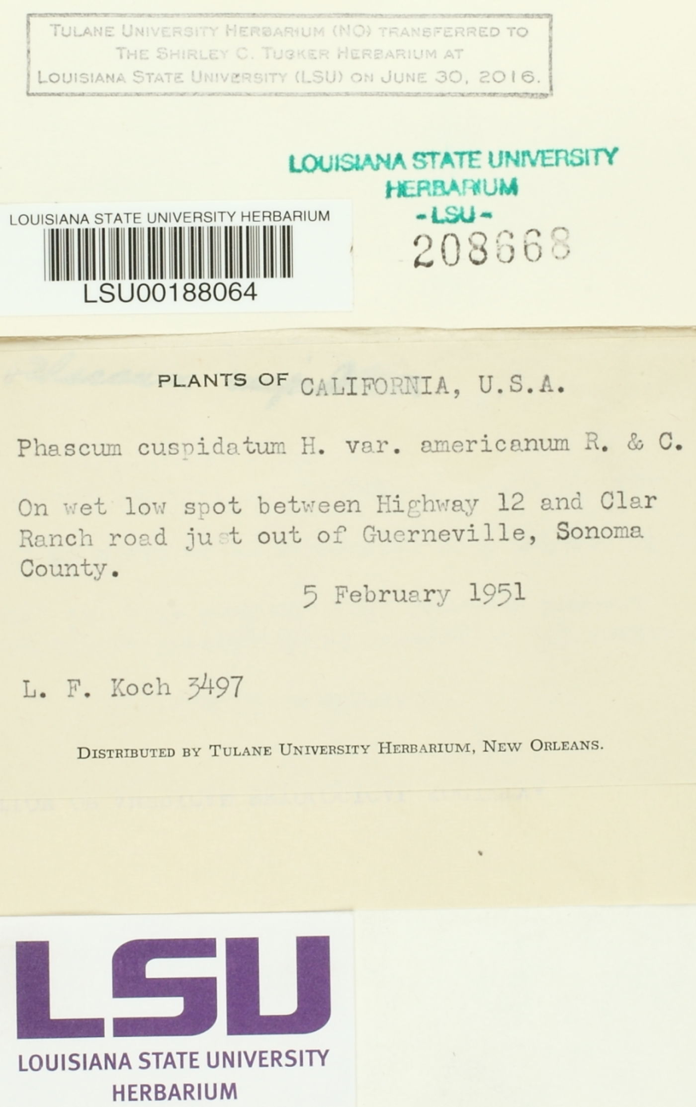 Phascum cuspidatum var. americanum image