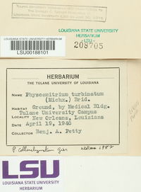 Physcomitrium collenchymatum image