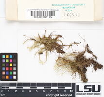 Plagiothecium denticulatum image