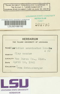 Pleuridium acuminatum image