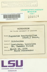 Pogonatum brachyphyllum image