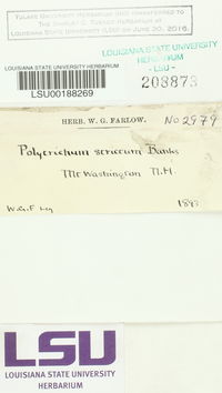 Polytrichum strictum image