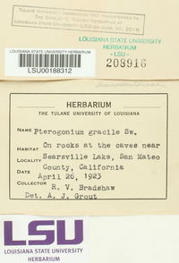 Nogopterium gracile image