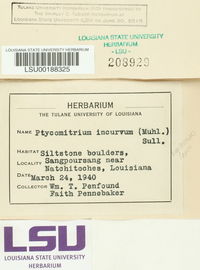 Ptychomitrium incurvum image