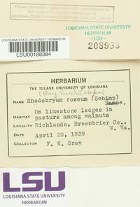 Rhodobryum roseum image
