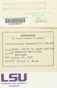 Rhytidium rugosum image