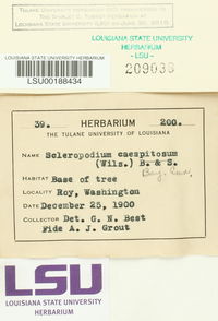Scleropodium cespitans image