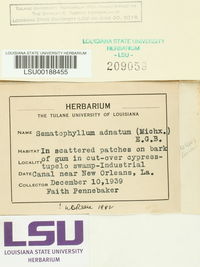 Sematophyllum adnatum image