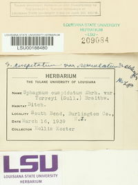 Sphagnum cuspidatum var. serrulatum image