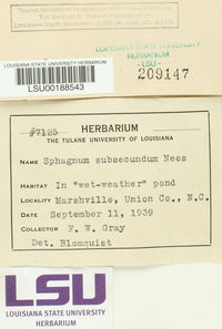 Sphagnum subsecundum image