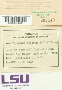 Sphagnum tenerum image