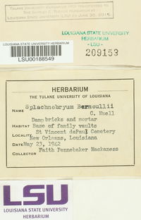 Splachnobryum obtusum image