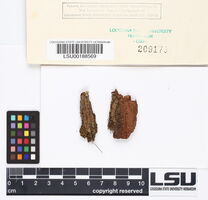 Syrrhopodon ligulatus image
