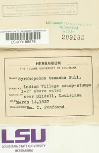 Syrrhopodon texanus image