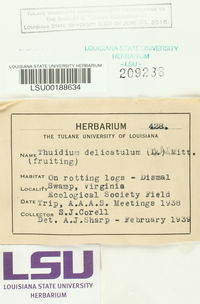 Thuidium delicatulum image