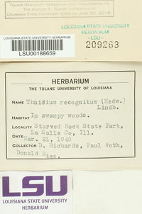 Thuidium recognitum image