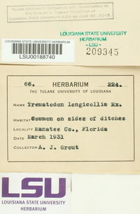 Trematodon longicollis image
