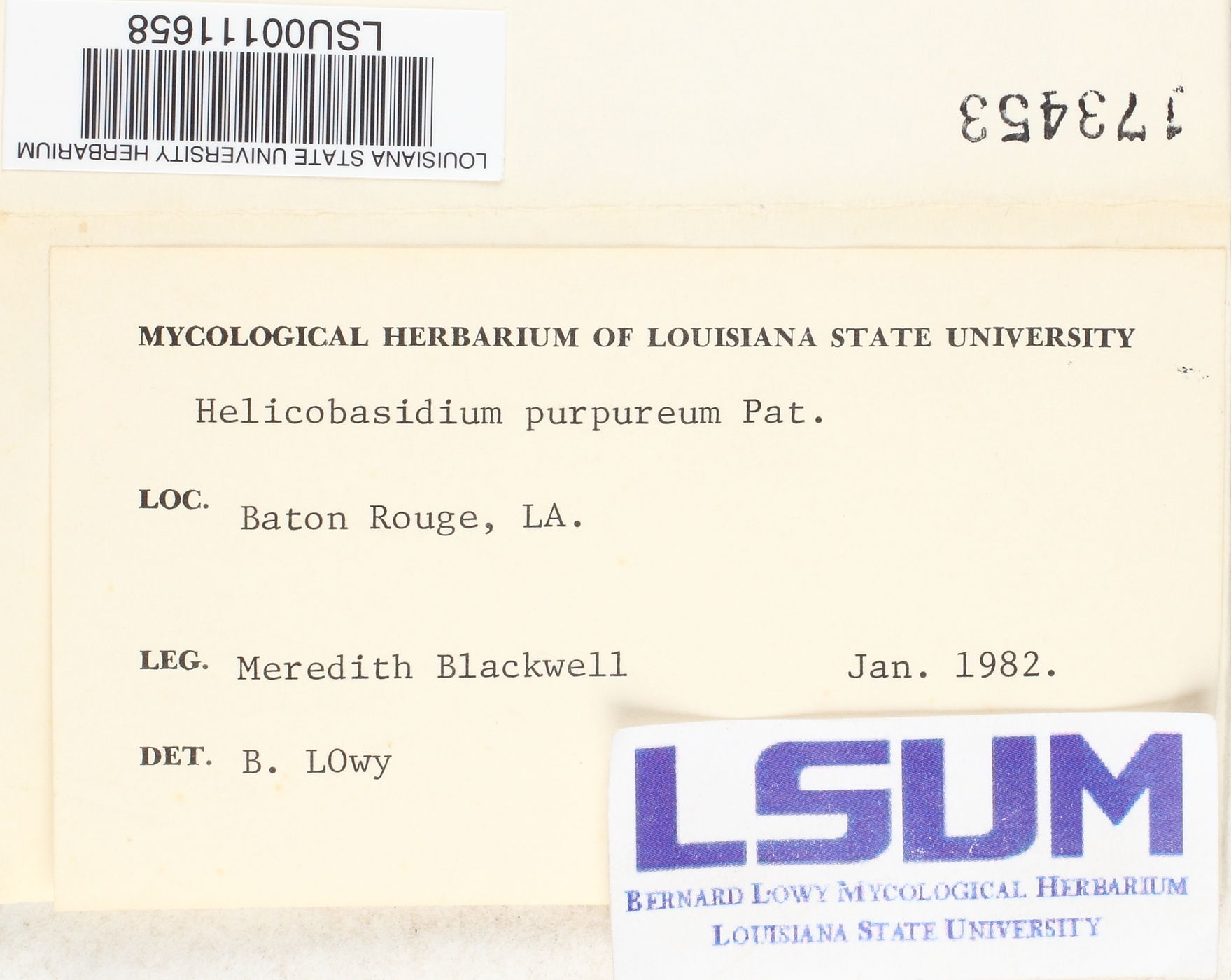 Helicobasidium purpureum image