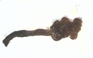 Dacryopinax crenata image