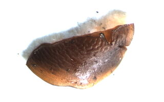 Dacryopinax indacocheae image