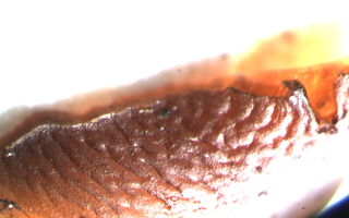 Dacryopinax indacocheae image