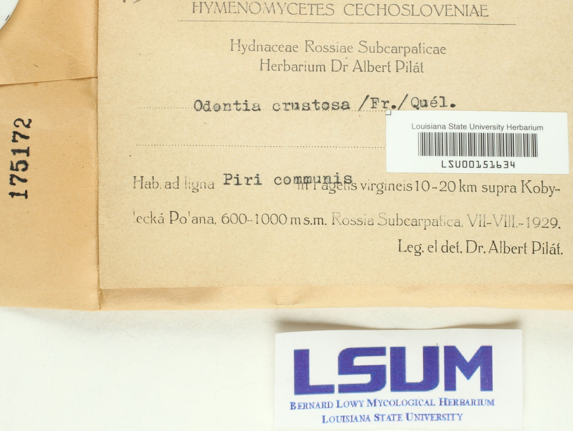 Basidioradulum crustosum image