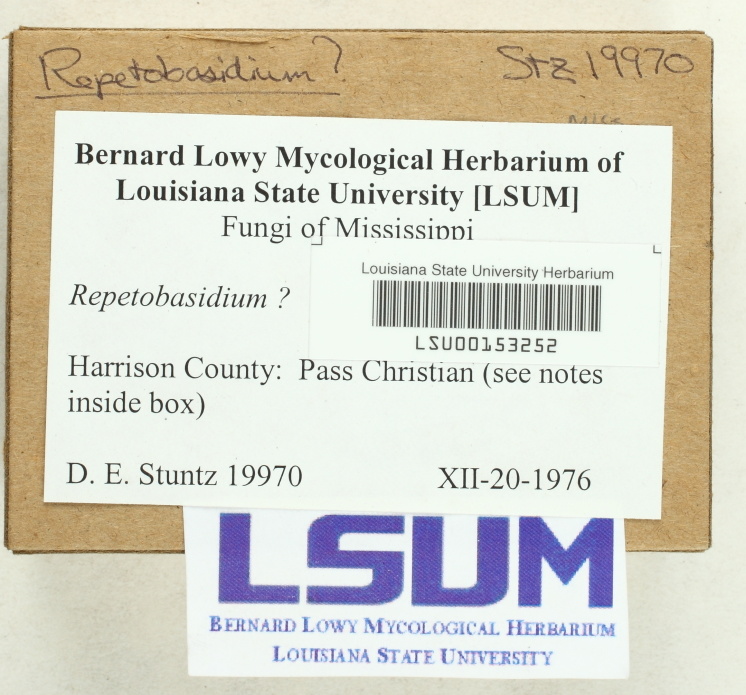 Repetobasidium