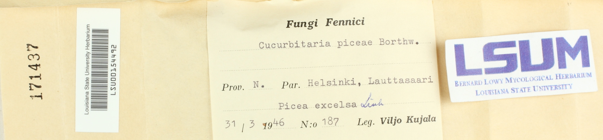 Cucurbitaria piceae