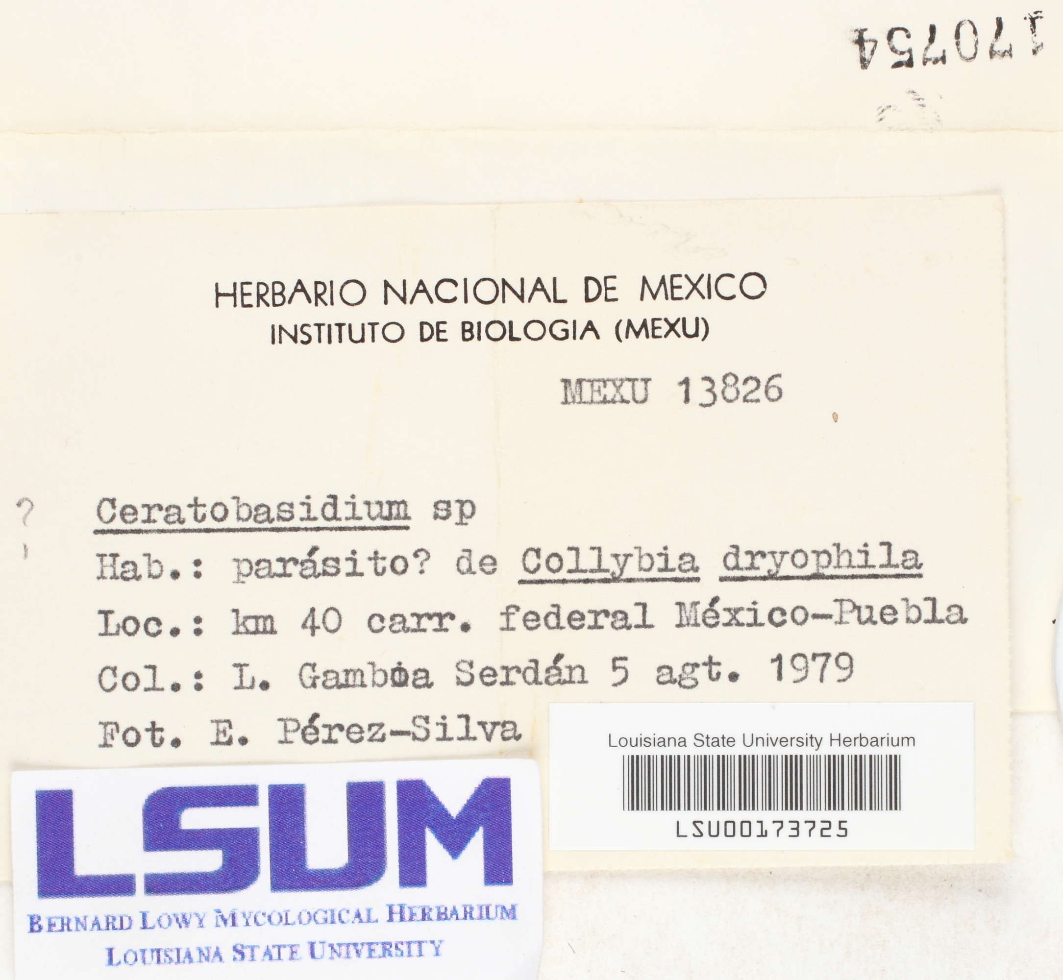 Ceratobasidium